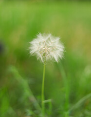 The most beautiful flowers