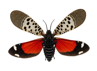 Elaborate curled dark brown mustache isolated on transparent background