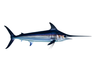 Elaborate curled dark brown mustache isolated on transparent background
