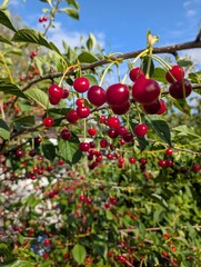 red berries of a cherry