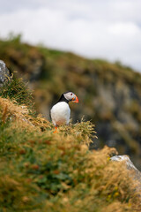 Cute puffin bird stood on the grassy hill.