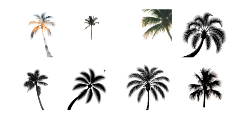 Silhouetted palm trees of various sizes and shapes isolated on transparent background, creating a tropical and exotic atmosphere