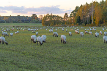 Sheep graze in a meadow lit by the evening sun
