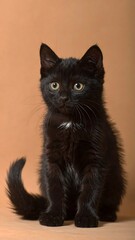 Black kitten with white chest fur sits, eyes forward, on an orange backdrop