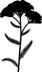 Naklejka premium Black silhouette of a yarrow flower plant botanical