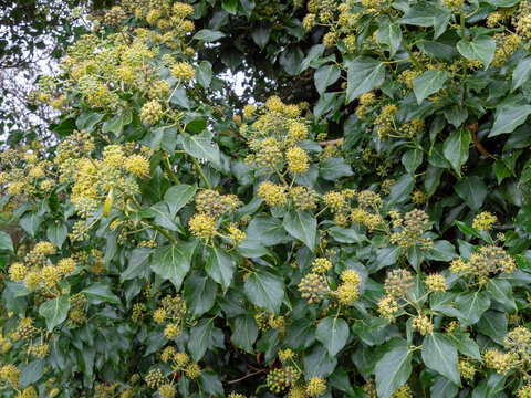 Flowers and leaves on a common ivy plant