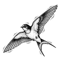 Obraz premium swallow bird engraving black and white outline