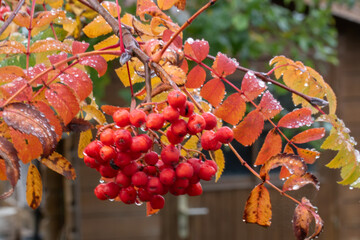 Beeren und Blätter der Eberesche im Herbst. Die Vogelbeere, Sorbus ist ein Kernobstgewächs und gehört zu der Famnilie der Rosengewächse, Rosaceae.