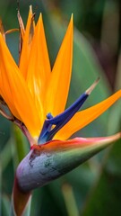 Obraz premium A vibrant bird of paradise flower blooms in a lush garden