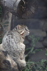 A European wildcat sits on a log and looks thoughtfully to the side