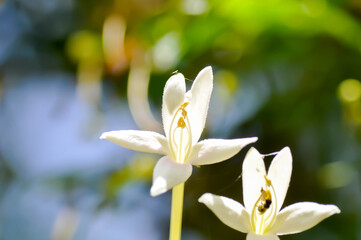 Cork tree, Indian cork tree or Millingtonia hortensis Linn or BIGNONIACEAE or white flower