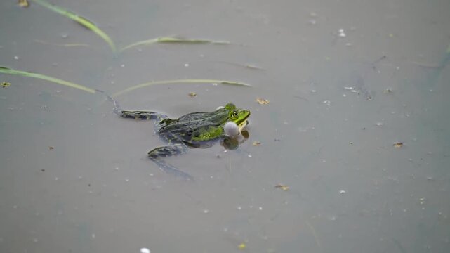 Frog during courtship in the water