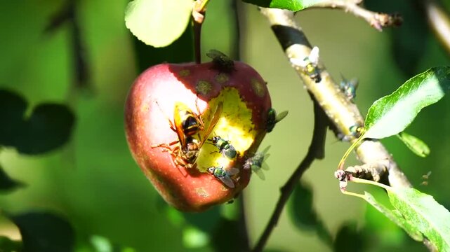 Hornet eats a red apple