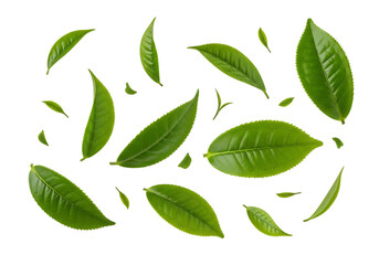 Fresh Green Tea Leaves Pattern Isolated on White Background