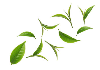 Vibrant Fresh Green Tea Leaves Collection Isolated on White Background