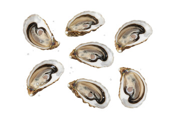 Fresh Shucked Oysters Isolated. Raw Seafood Delicacy. Gourmet Shellfish Ready to Eat on White Background.