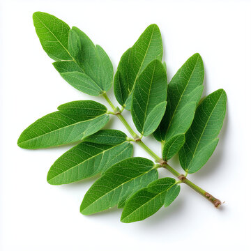 senna siamea shoots on white background