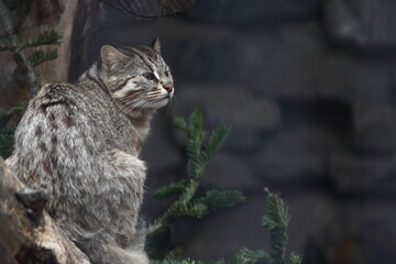 A European wildcat sits on a log and looks intently to the side
