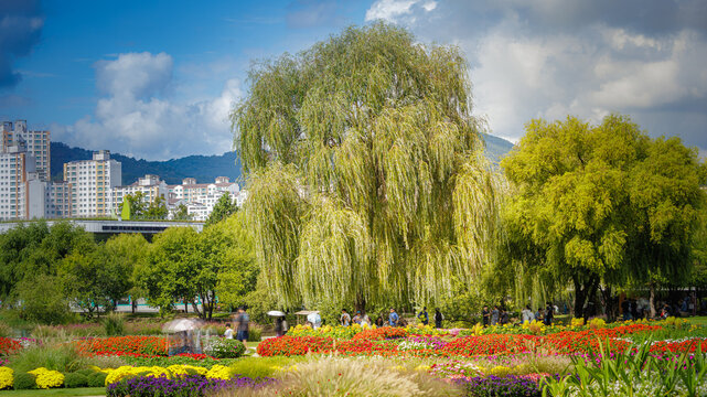 A huge, old willow tree and flowers. Suncheon, South Korea