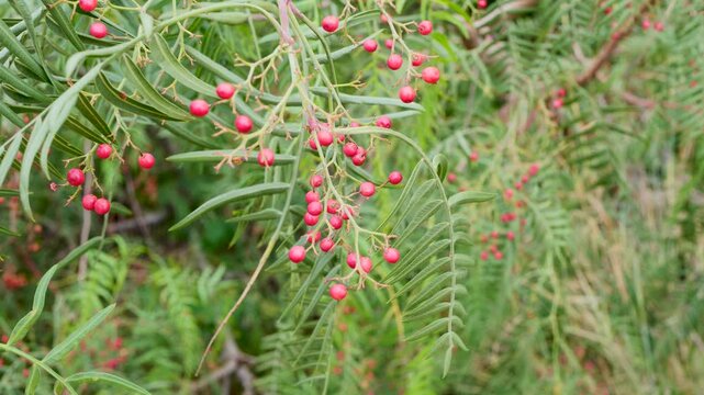Close-up video of small clusters of bright pink false pepper molle schinus berries hanging among green leaves, perfect for botanical themes, natural beauty concepts and organic lifestyle visuals