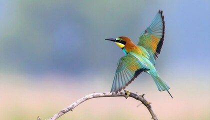Obraz premium Vibrant European Bee-eater in Flight, Perched on a Branch