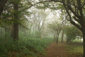 Fototapeta premium Foggy Forest in Kiyosato 2025 autumn