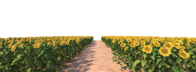 pathway in sunflower field on a transparent background