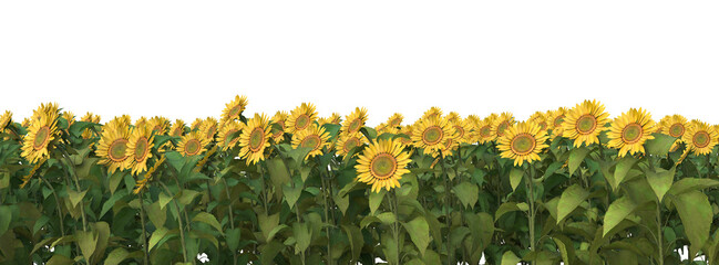 sunflower field on a transparent background