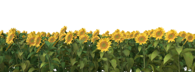 sunflower field on a transparent background