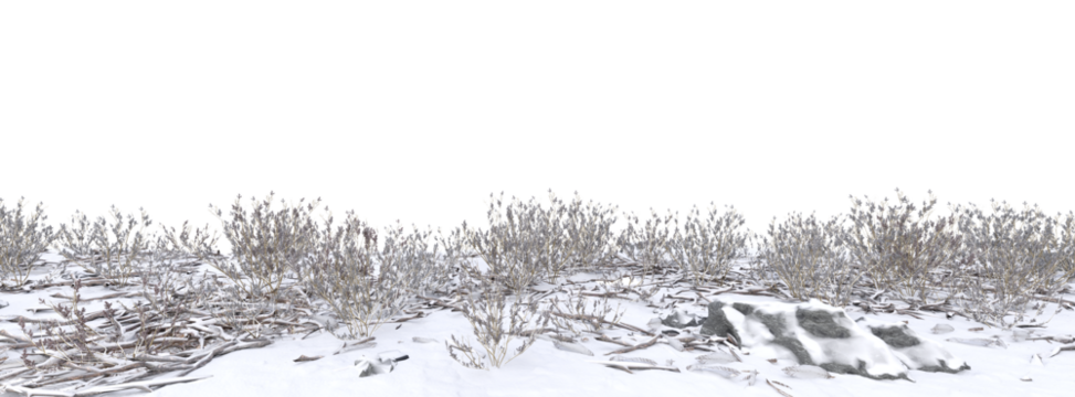 Grass winter on transparent background