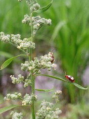 Close-up of two red beetles on green flowering plant, macro insect photography, beetles on leaves, nature and wildlife concept, detailed bug on flora, garden and outdoor scene