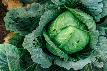 Obraz premium Ripe cabbage growing in soil in summer garden. Harvest fresh cabbage.