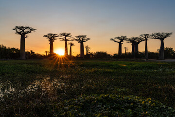 Impressive sunset of baobab alley 