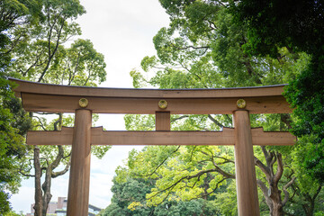 Fototapeta premium An ancient heritage torii gate made from old wood material is tha unique torri of Maiji-jingu shrine, famous culture landmark of tokyo.
