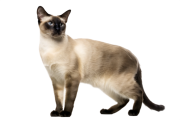 a sleek siamese cat with a cream coat and dark isolated on white background png, ai generated