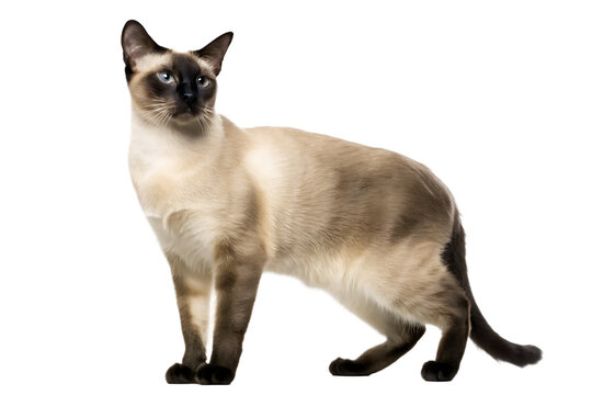 a sleek siamese cat with a cream coat and dark isolated on white background png, ai generated