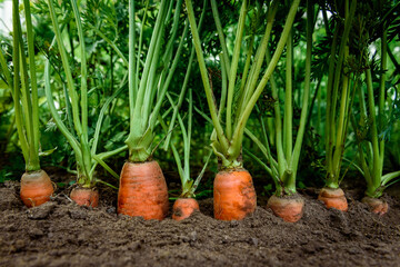 Ripe carrots growing in soil in garden. Harvest fresh carrots.
