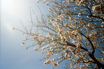 Vintage Film Photo: Vibrant Cherry Blossoms Against a Blue Sky. Close-up of Sakura Flowers in Bloom, Symbolizing Spring, Life, and Renewal on a Sunny Day.