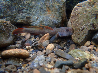 Tokyo Freshwater Goby / 東京のヨシノボリ類　（自然写真）