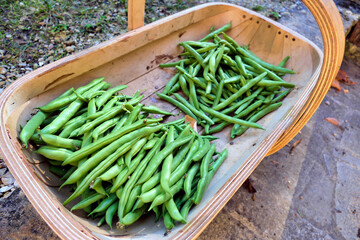 Sussex trug being filled with freshly picked French climbing beans (Phaseolus vulgaris), varieties Blue Lake and Sperzieboom Ferrari
