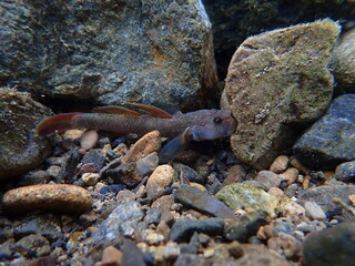Tokyo Freshwater Goby / 東京のヨシノボリ類　（自然写真）
