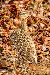 Red-crested Korhaan