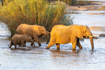 Elephants Crossing river