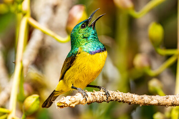 Collard Sunbird