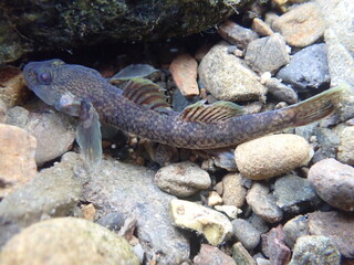 Tokyo Freshwater Goby / 東京のヨシノボリ類　（自然写真）