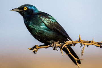 Cape Glossy Starling