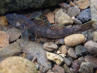 Tokyo Freshwater Goby / 東京のヨシノボリ類　（自然写真）