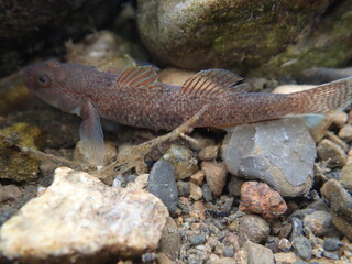 Tokyo Freshwater Goby / 東京のヨシノボリ類　（自然写真）
