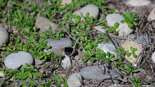 Blue Pansy Butterfly (Junonia orithya) Basking in Morning Light. Morning Warm-Up: Blue Pansy Butterfly in the Sun