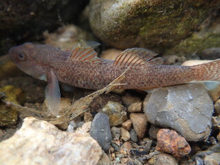 Tokyo Freshwater Goby / 東京のヨシノボリ類　（自然写真）